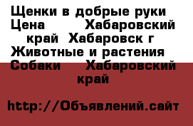 Щенки в добрые руки › Цена ­ 10 - Хабаровский край, Хабаровск г. Животные и растения » Собаки   . Хабаровский край